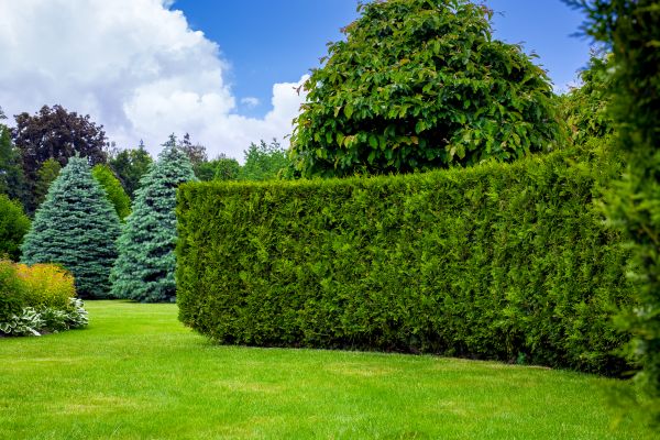 Hedge Landscaping in Chandler