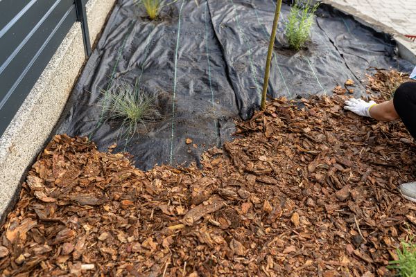 Pine Bark Spreading in Chandler