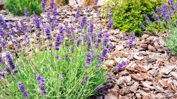 Pine Bark Landscaping in Chandler