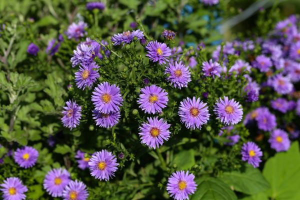 Perennial Flower Planting in Chandler