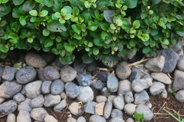 River Stone Installation in Chandler