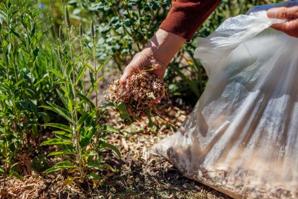 Wood Mulch Installation in Chandler