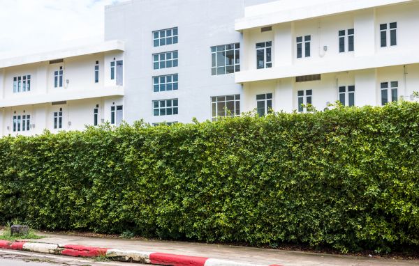 Privacy Landscaping in Chandler