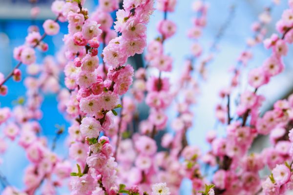 Japanese Cherry Tree Planting in Chandler