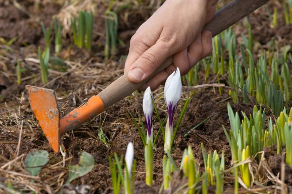 Flower Garden Weeding in Chandler