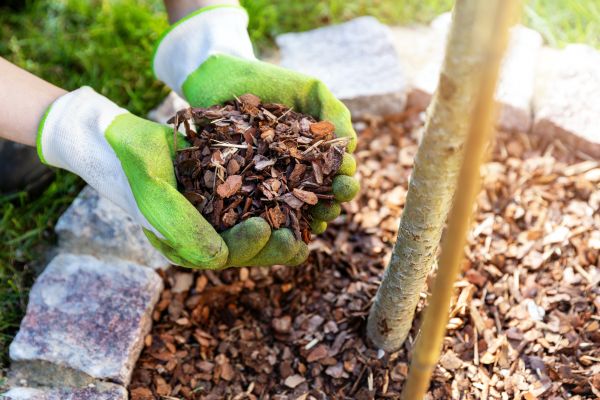 Tree Bark Delivery in Chandler