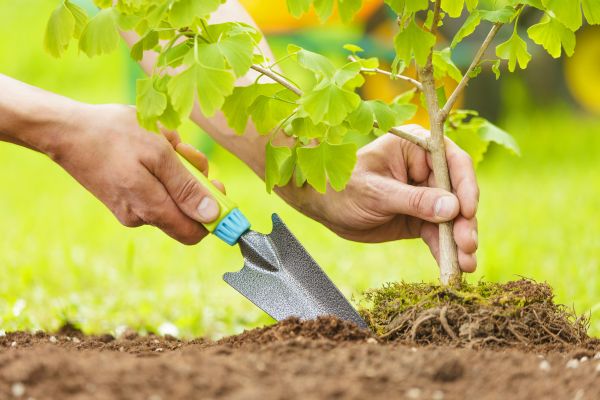 Fruit Tree Planting in Chandler