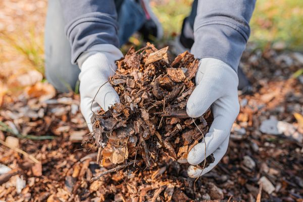 Shredded Mulch Installation in Chandler
