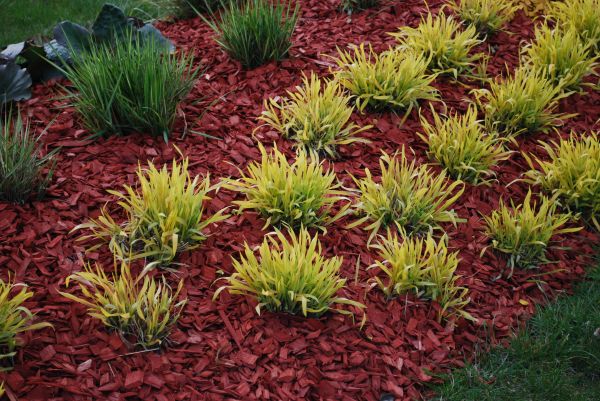 Red Mulch Installation in Chandler