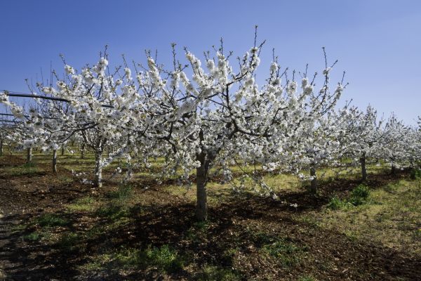 Orchard Planting in Chandler