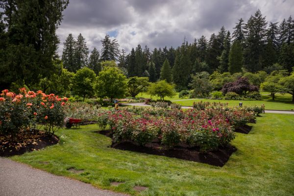 Flower Garden Landscaping in Chandler
