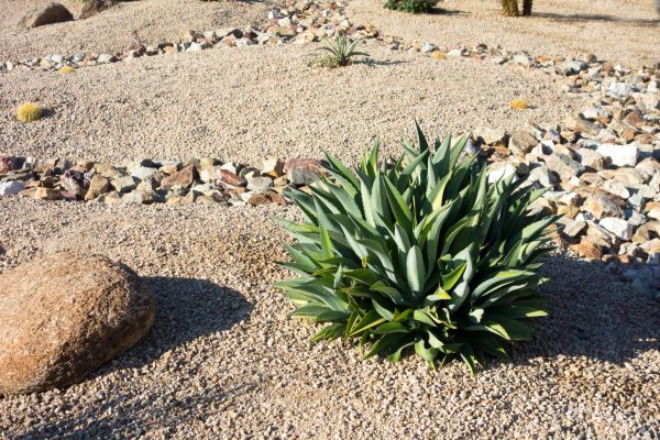 Xeriscaping Service in Chandler