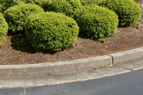 Pine Mulch Installation in Chandler