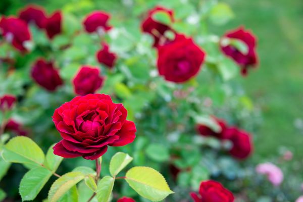 Rose Planting in Chandler