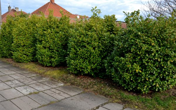Privacy Shrub Installation in Chandler