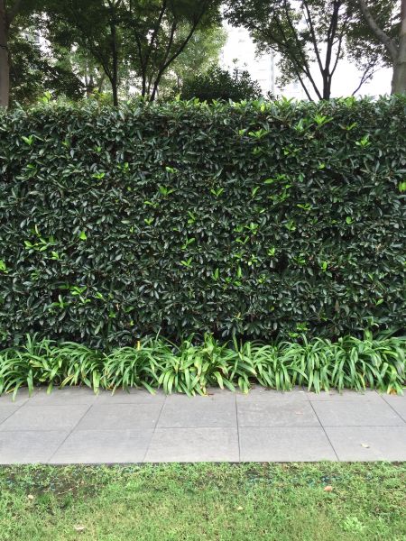 Privacy Shrub Planting in Chandler