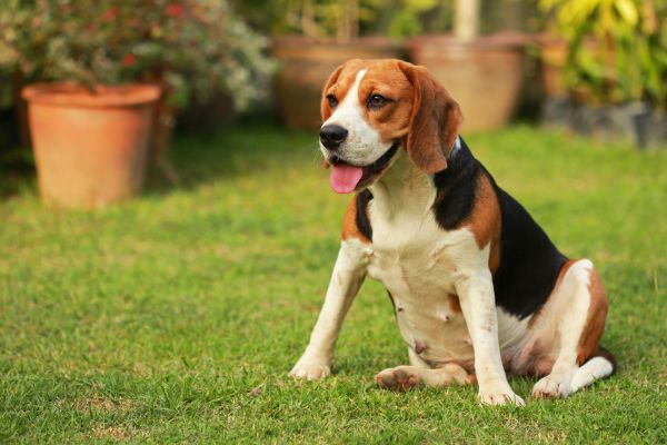 Dog Friendly Landscaping in Chandler