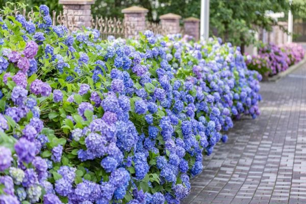 Hydrangea Landscaping in Chandler