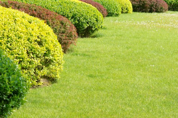 Shrubbery Planting in Chandler