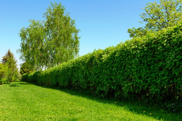 Hedge Replacement in Chandler