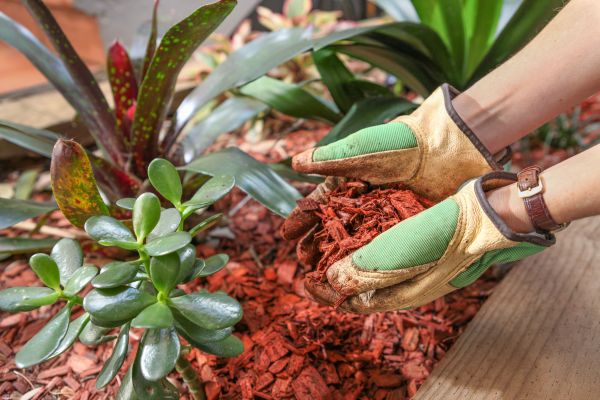 Cedar Mulch Installation in Chandler