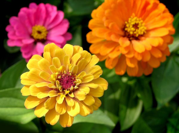 Zinnia Planting in Chandler