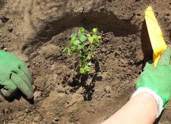 Rose Bush Planting in Chandler