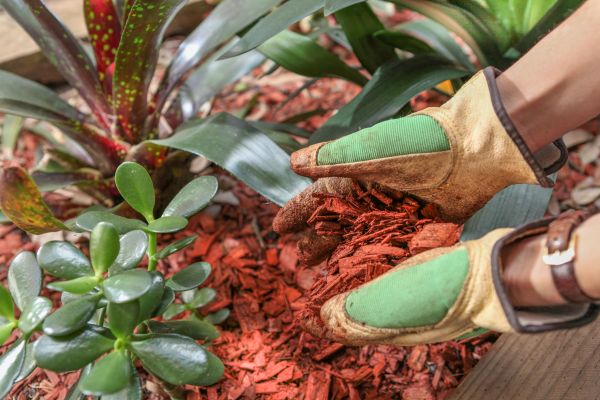 Residential Mulching in Chandler