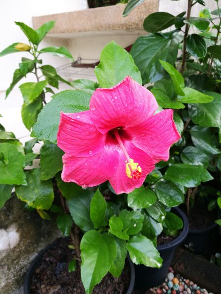 Hibiscus Planting in Chandler