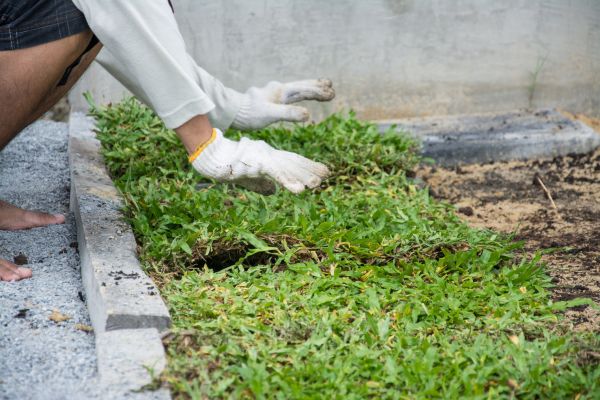 Ground Cover Planting in Chandler