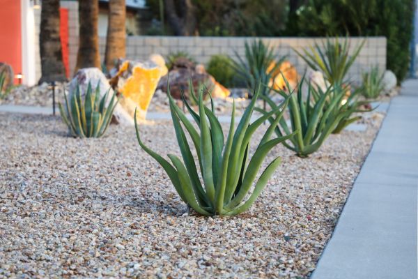 Drought Resistant Landscaping in Chandler
