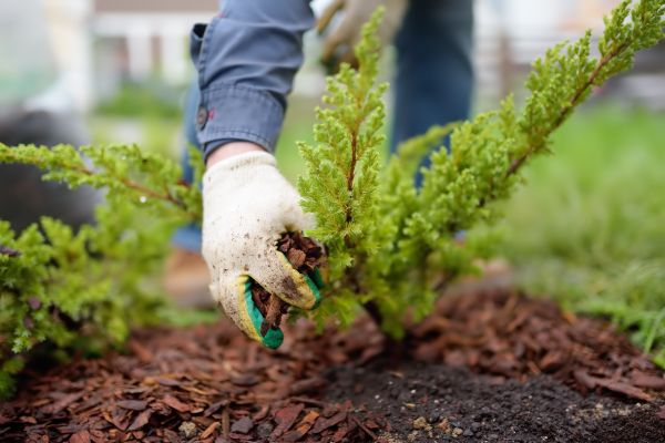 Church Mulching in Chandler