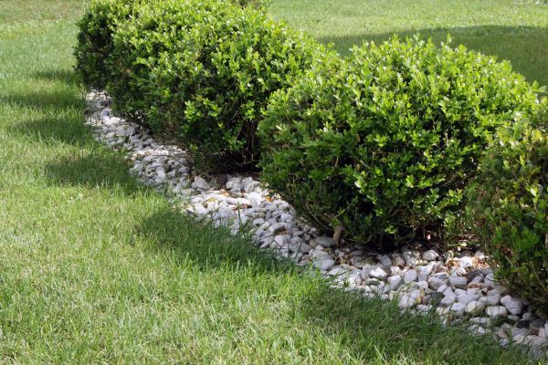Boxwood Planting in Chandler