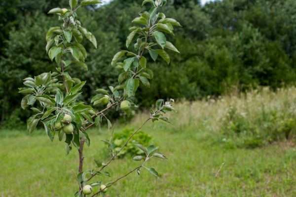 Apple Tree Planting in Chandler