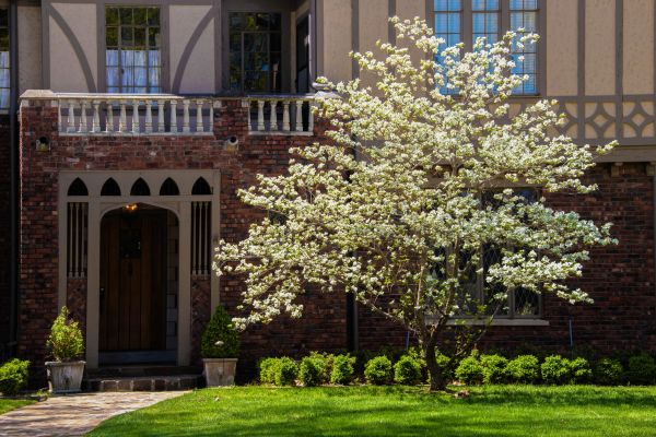 Dogwood Tree Planting in Chandler
